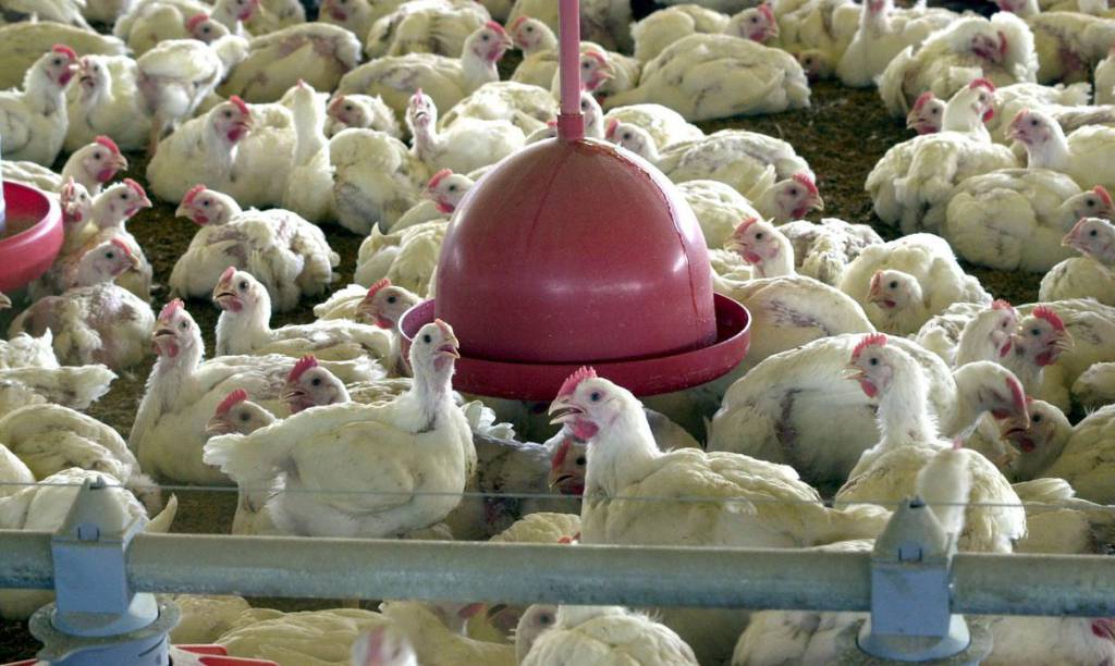 Produção de frango inspecionado aumenta 20 em 2020 SBA1 Sistema